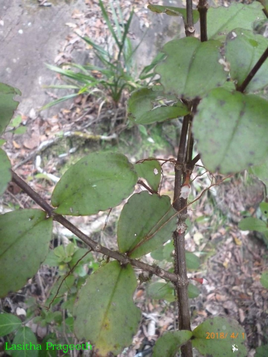 Medinilla maculata Gardner